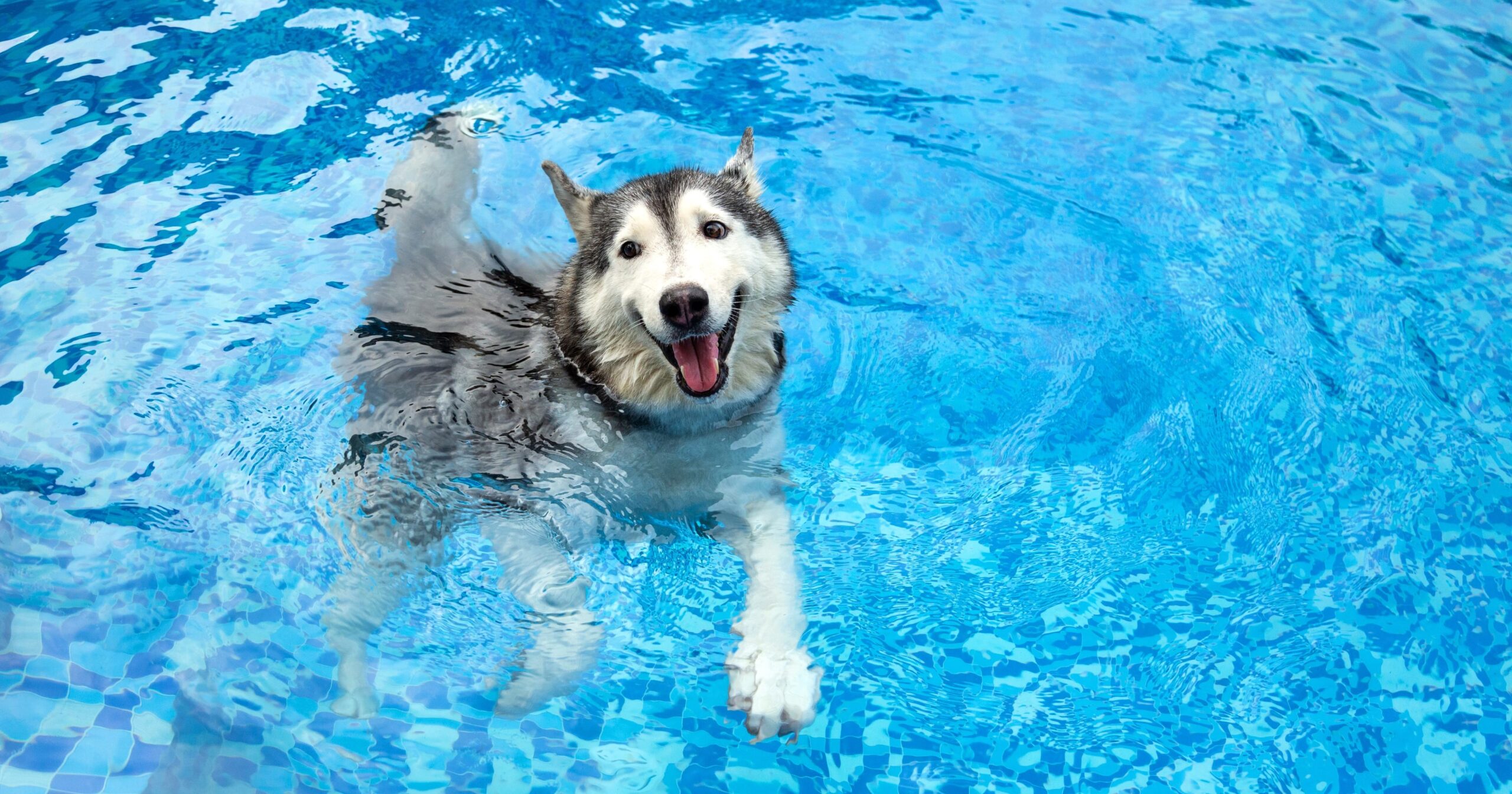 Where Can I Take My Dog Swimming Near Me