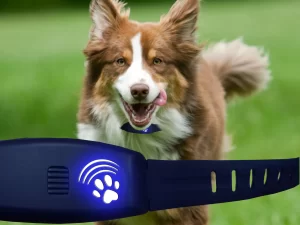 Dog Technology