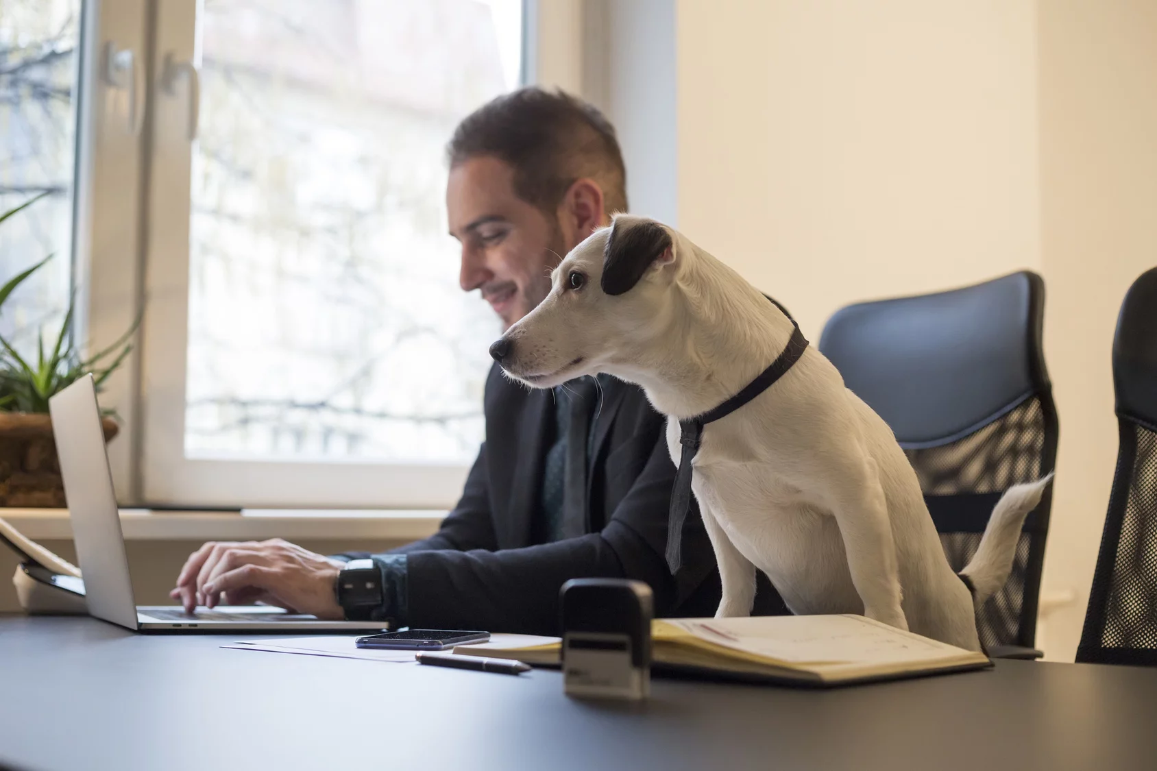 Dog-Friendly Work Environments