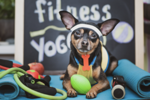 dog fitness