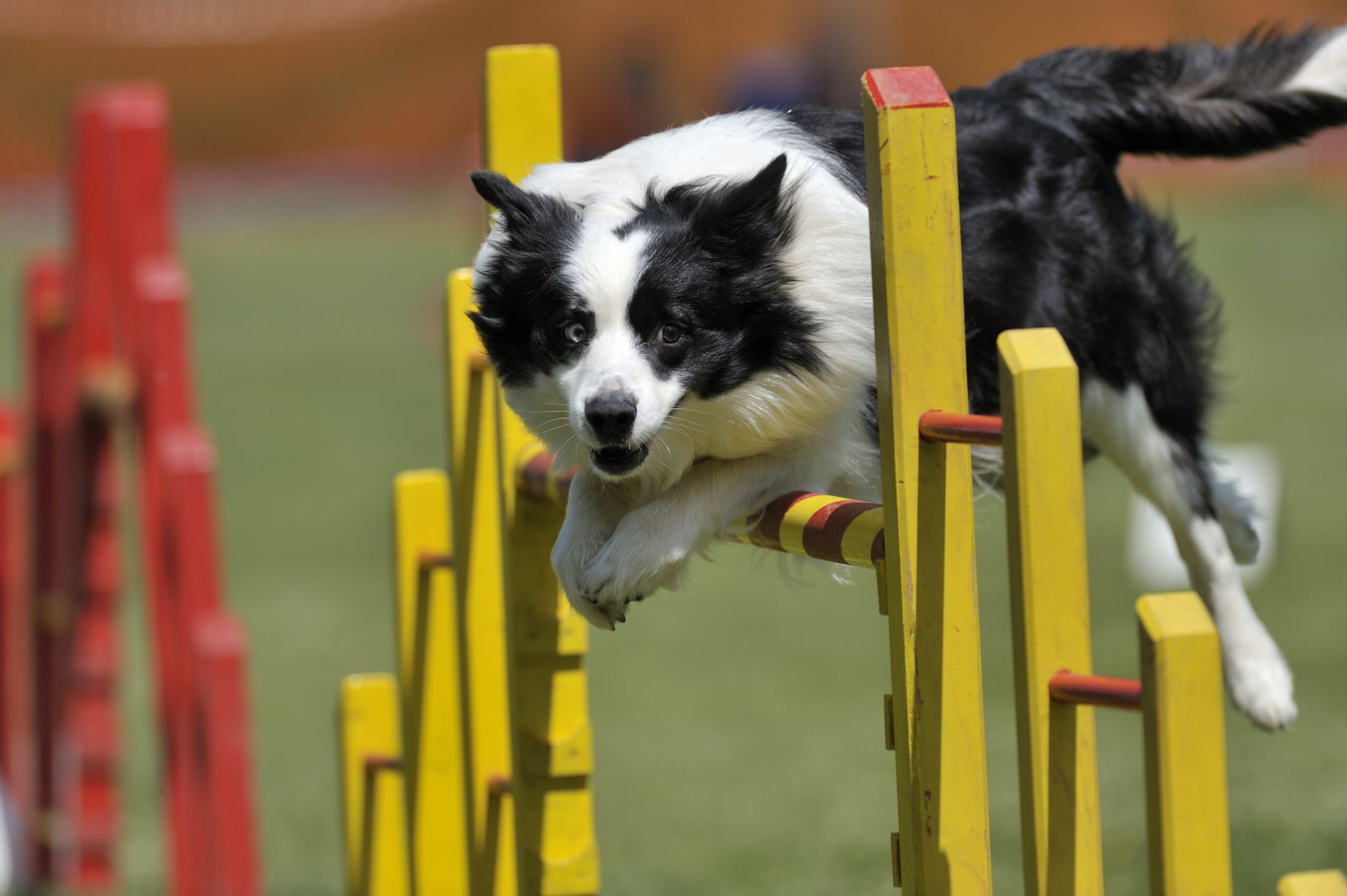 dog agility course