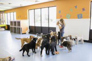 dog daycare