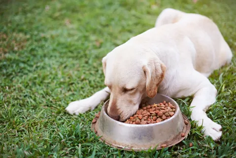 Dog Nutrition