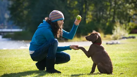 dog training