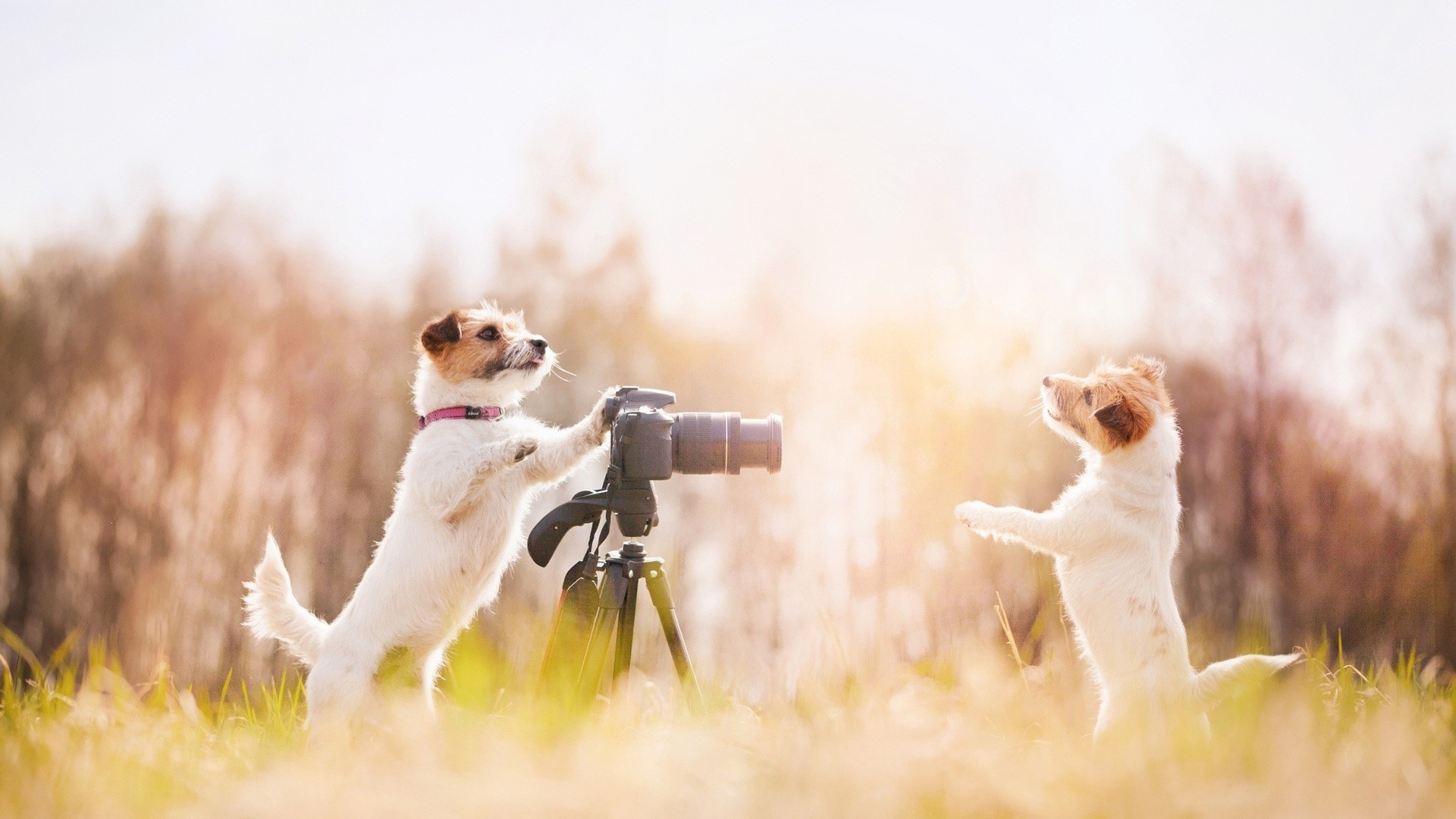 Dog Photography