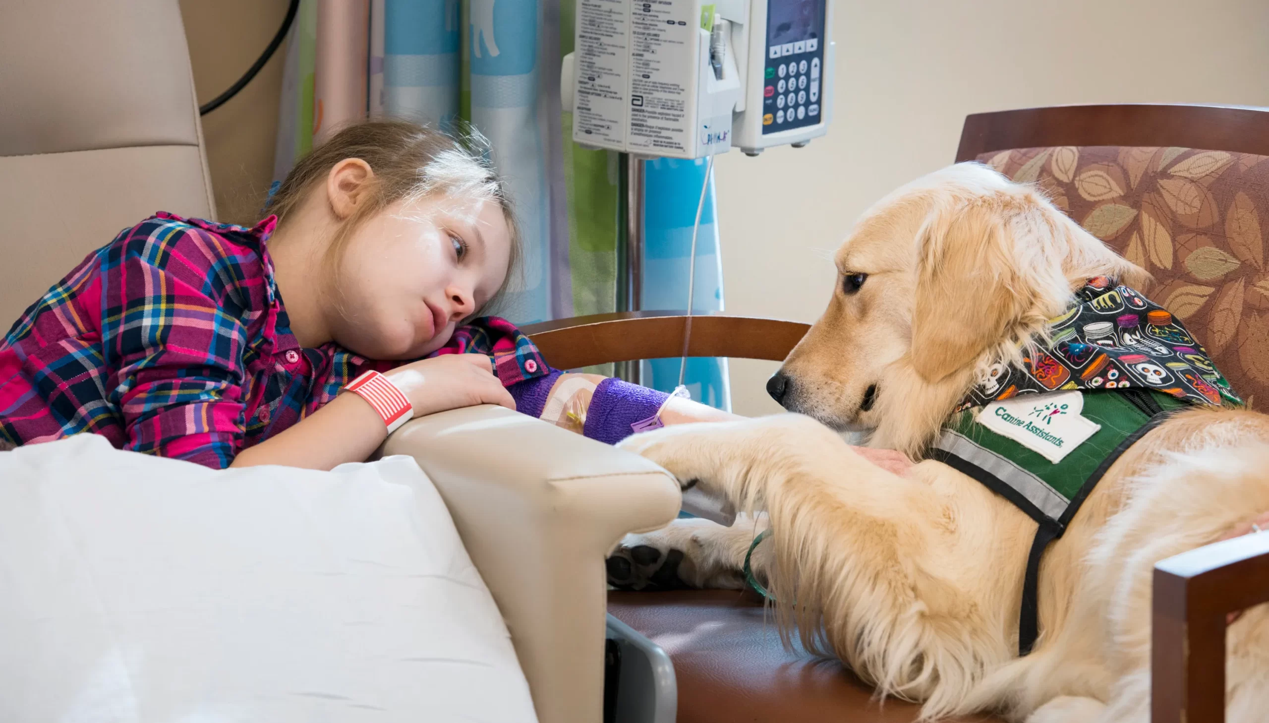 Therapy Dogs