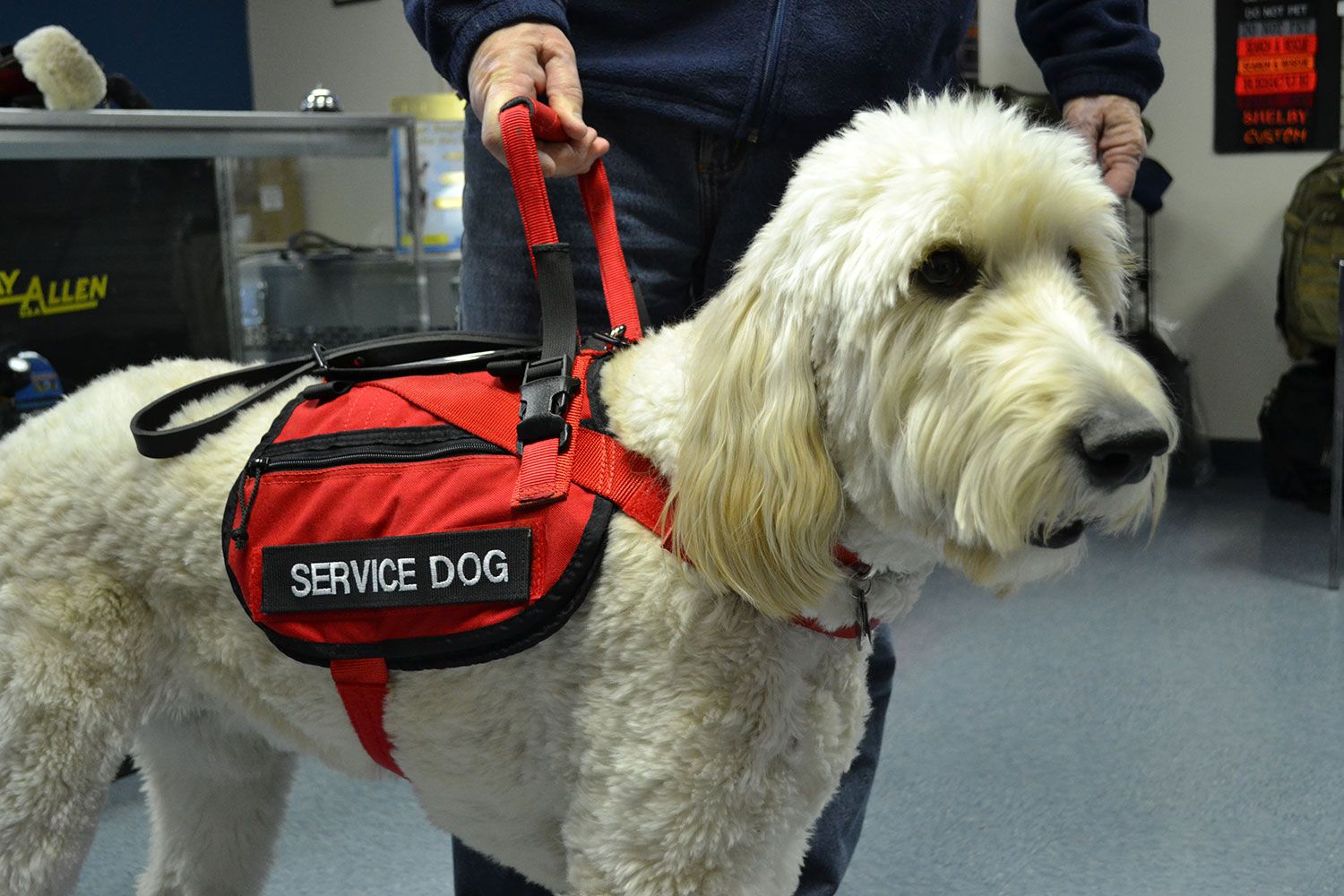 Service Dog