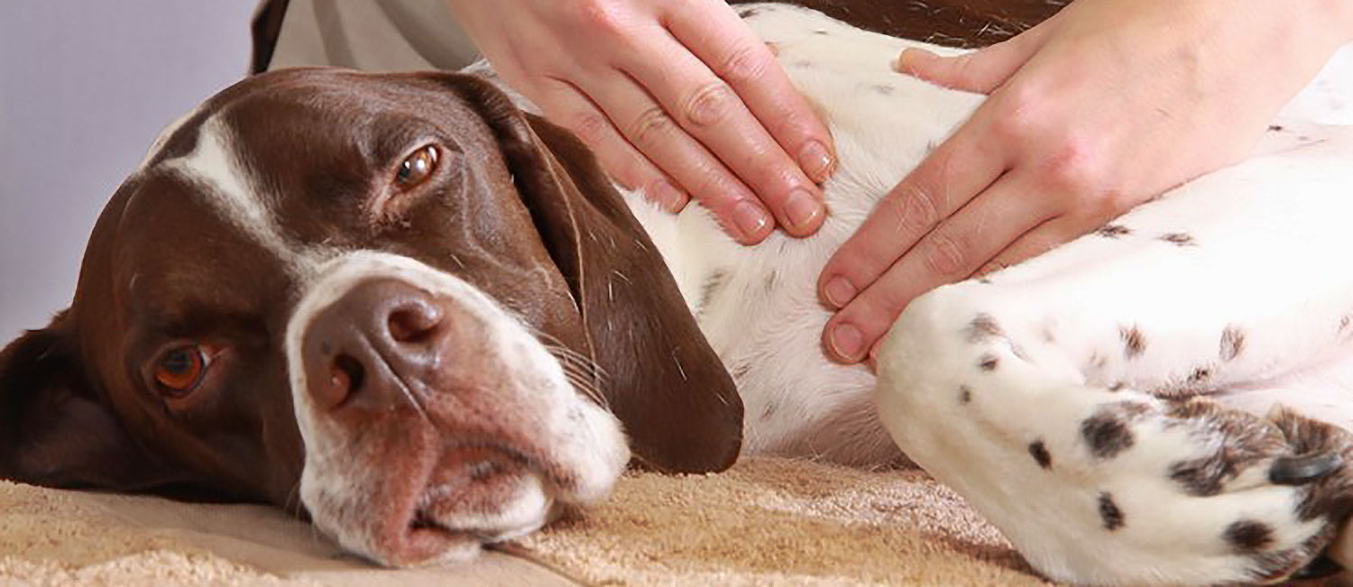 Dog massage