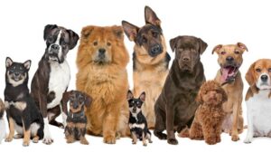 Dog Breeds