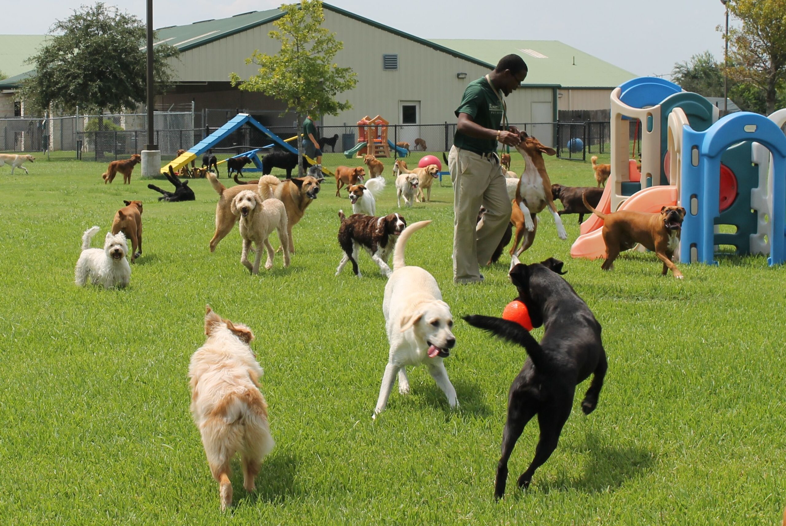 Dog Daycare