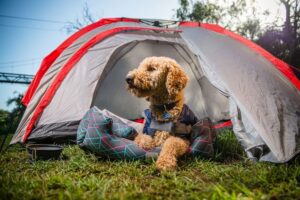 Dog-Friendly Camping