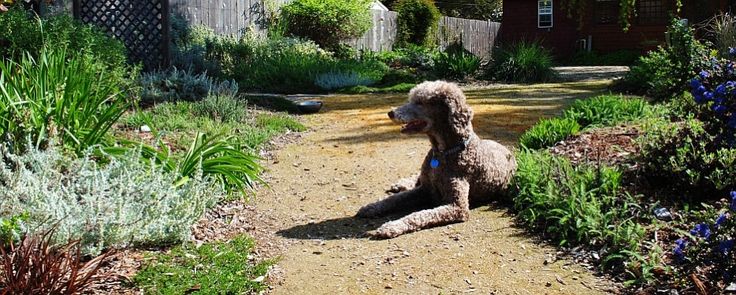 Dog-Friendly Garden