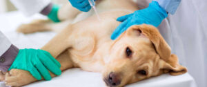 Dog Vaccines