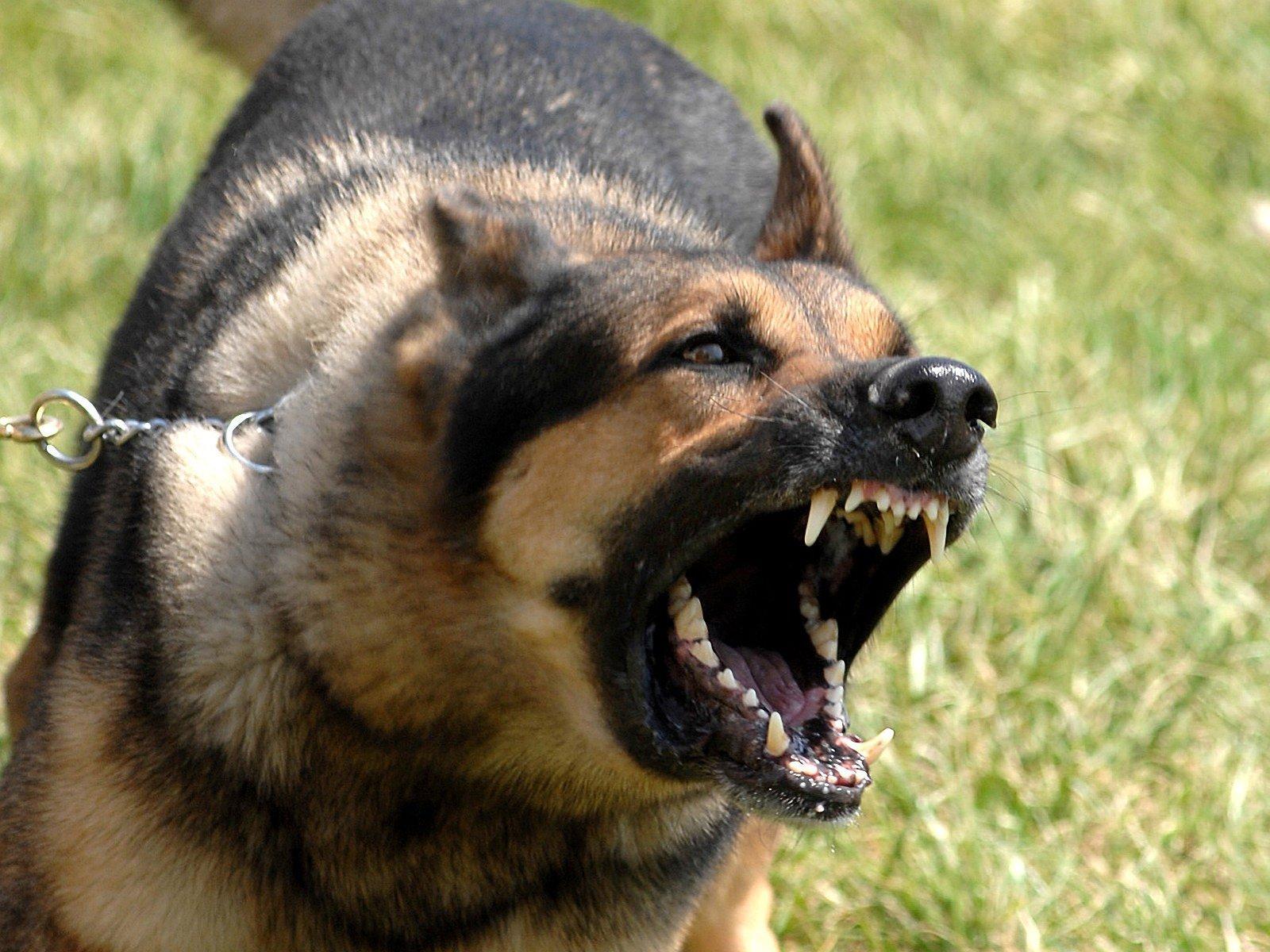 Dog Aggression