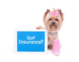 Dog Insurance