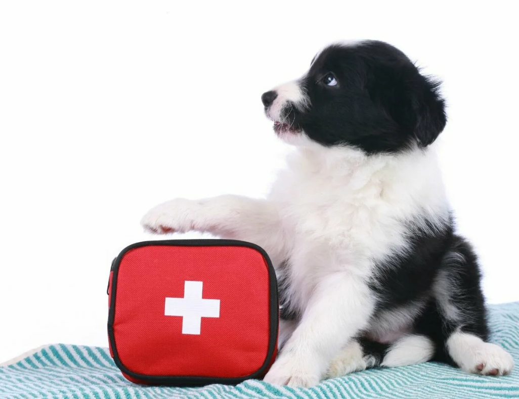 Dog First Aid