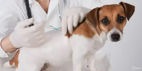 VACCINATION