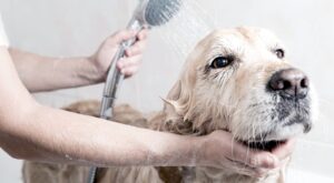 Dog Hygiene