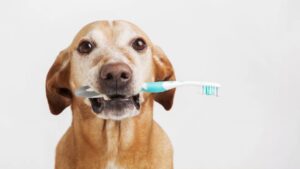 Dog Dental Care