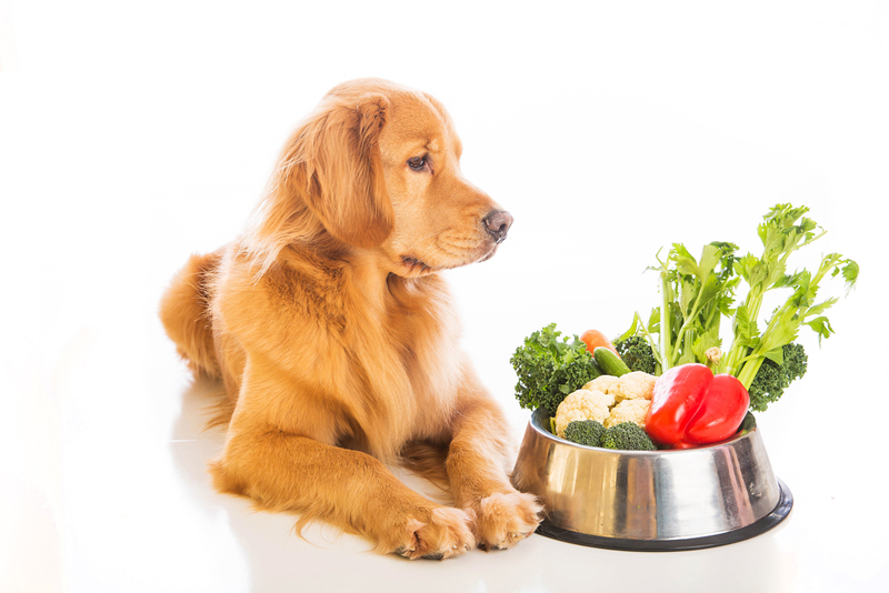 Dog Nutrition