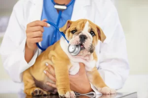 Dog Health