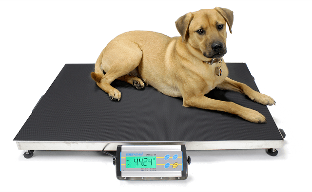 Dog Weight