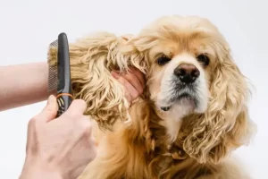 seasonal dog grooming tips