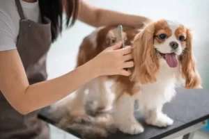 seasonal dog grooming tips