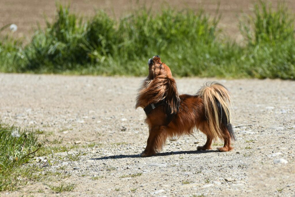 Cute Dog Walking and Barking Outdoors