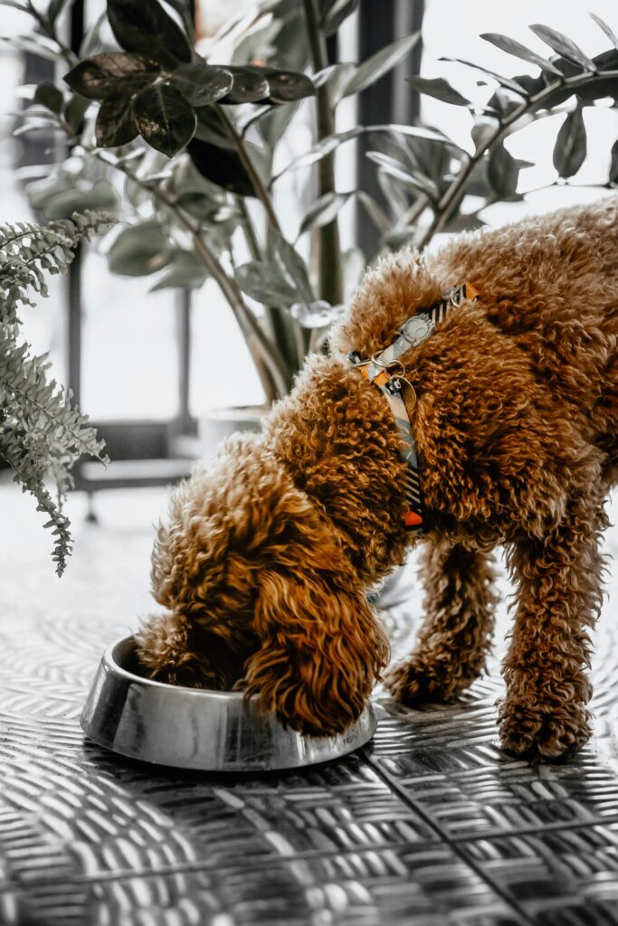 brown furry dog eating