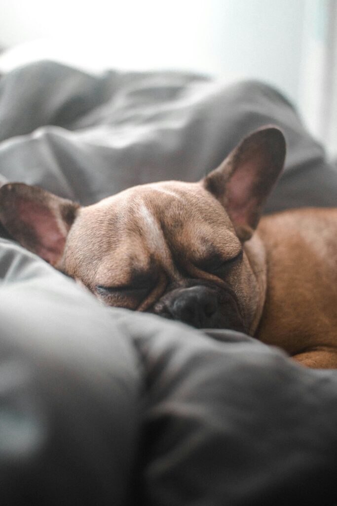 Close-up of Sleeping Dog