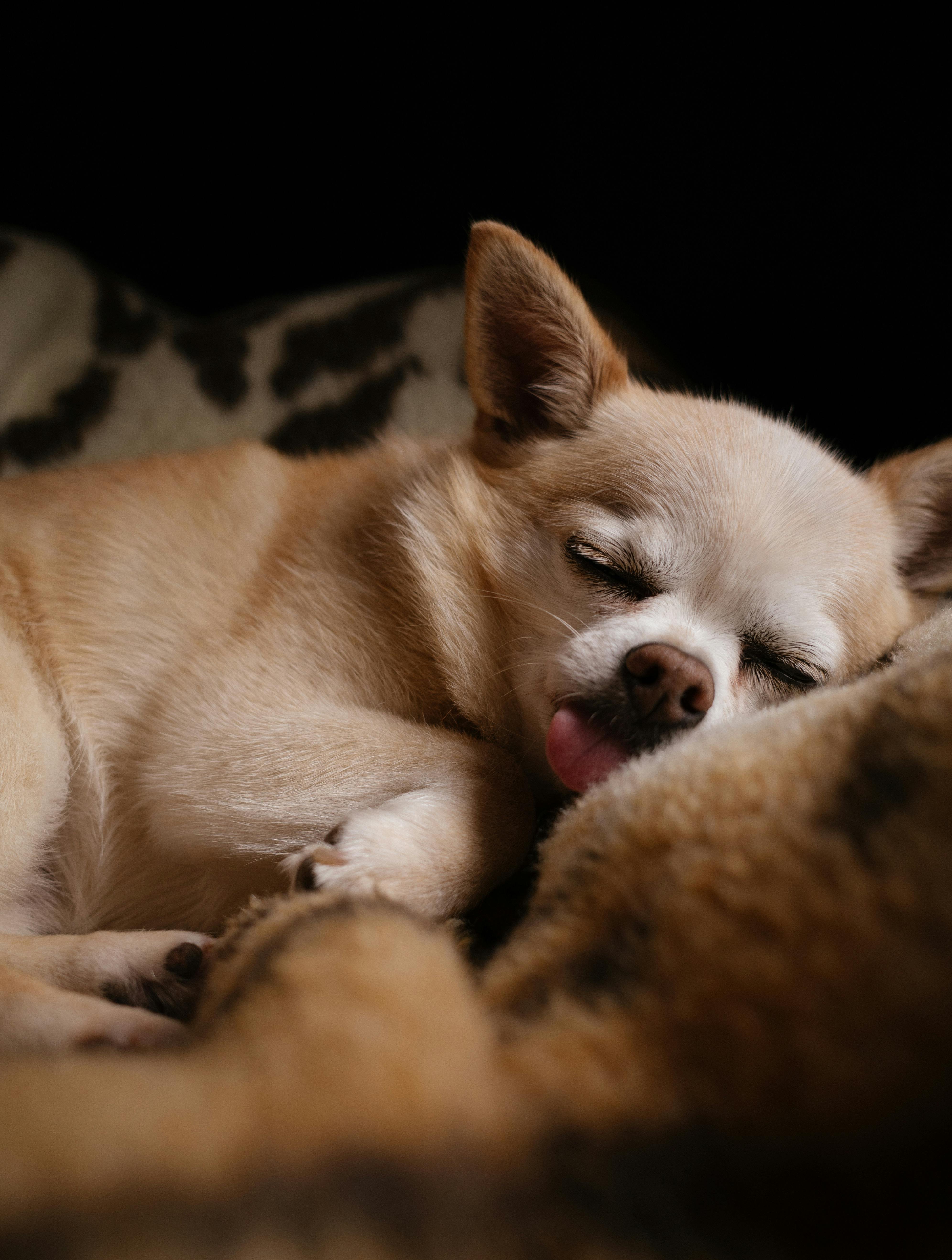 Sleeping Chihuahua dog in Cozy Blanket