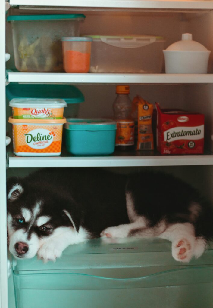 Portrait of Cute Dog in the Fridge filled with food