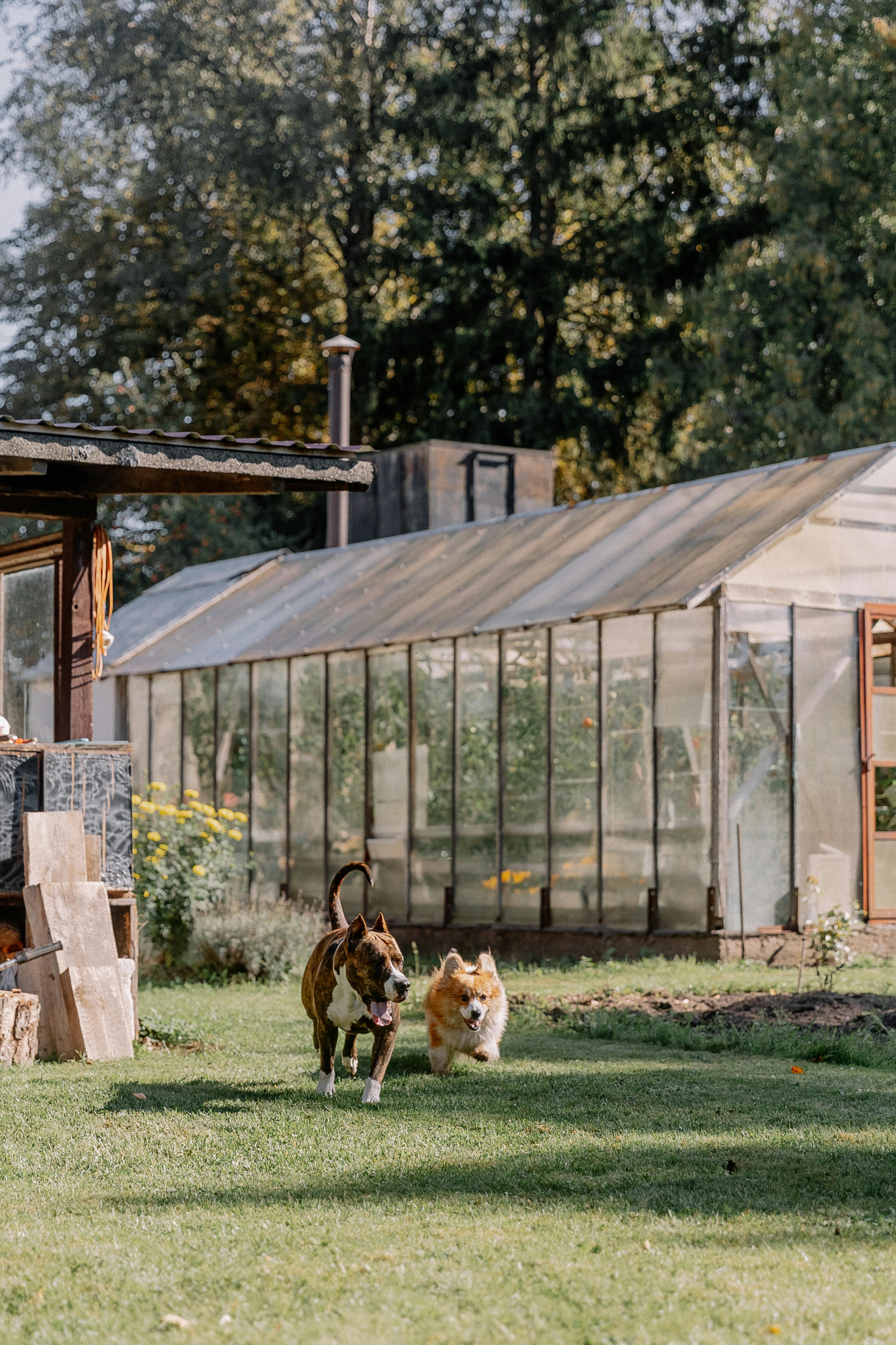 Dogs Running on Grass past Greenhouse backyard.