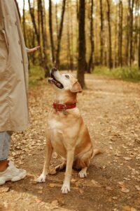 a woman training a dog to sit