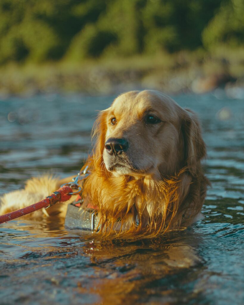 common dog myths that dogs are natural swimmers