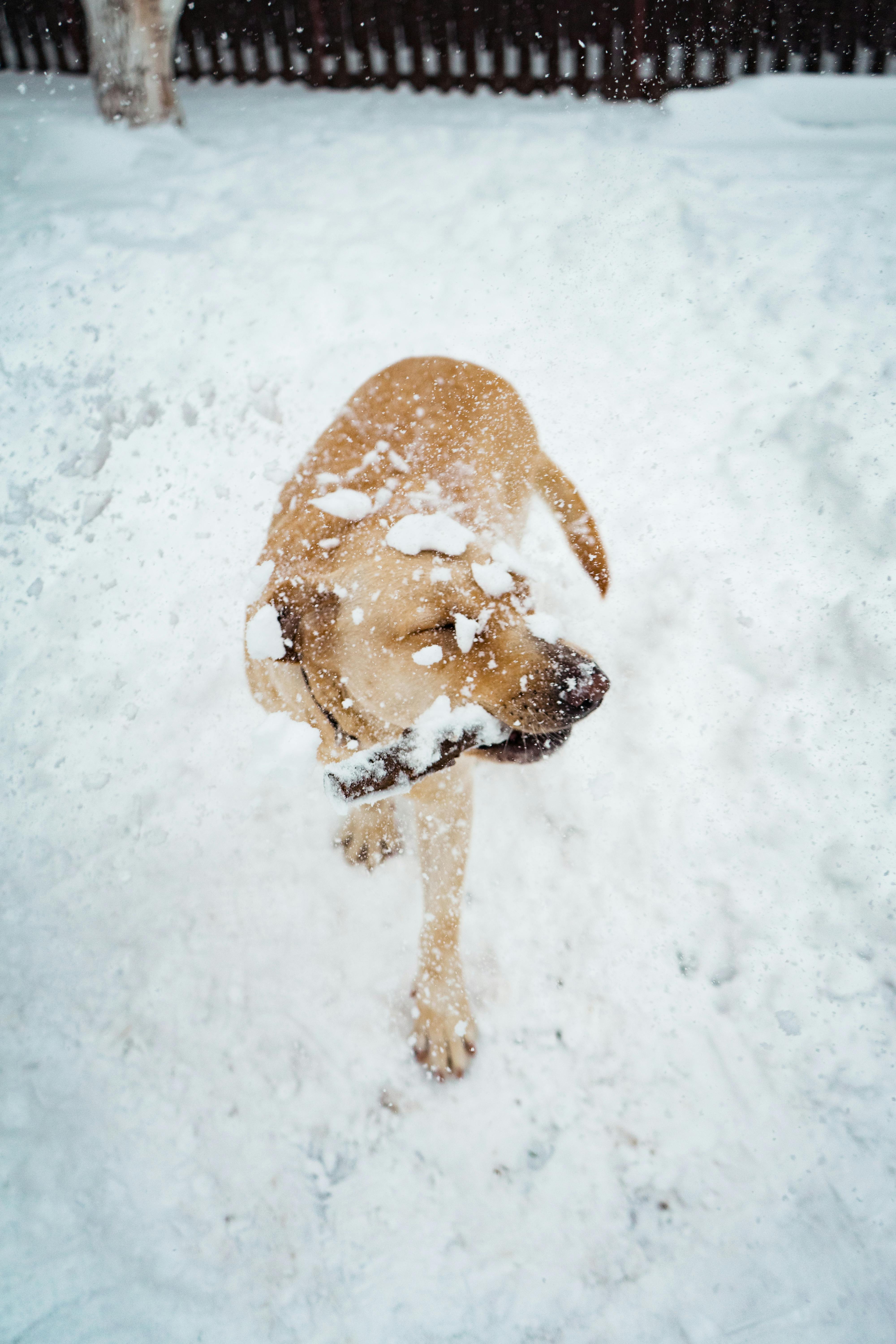 dog playing in the snow