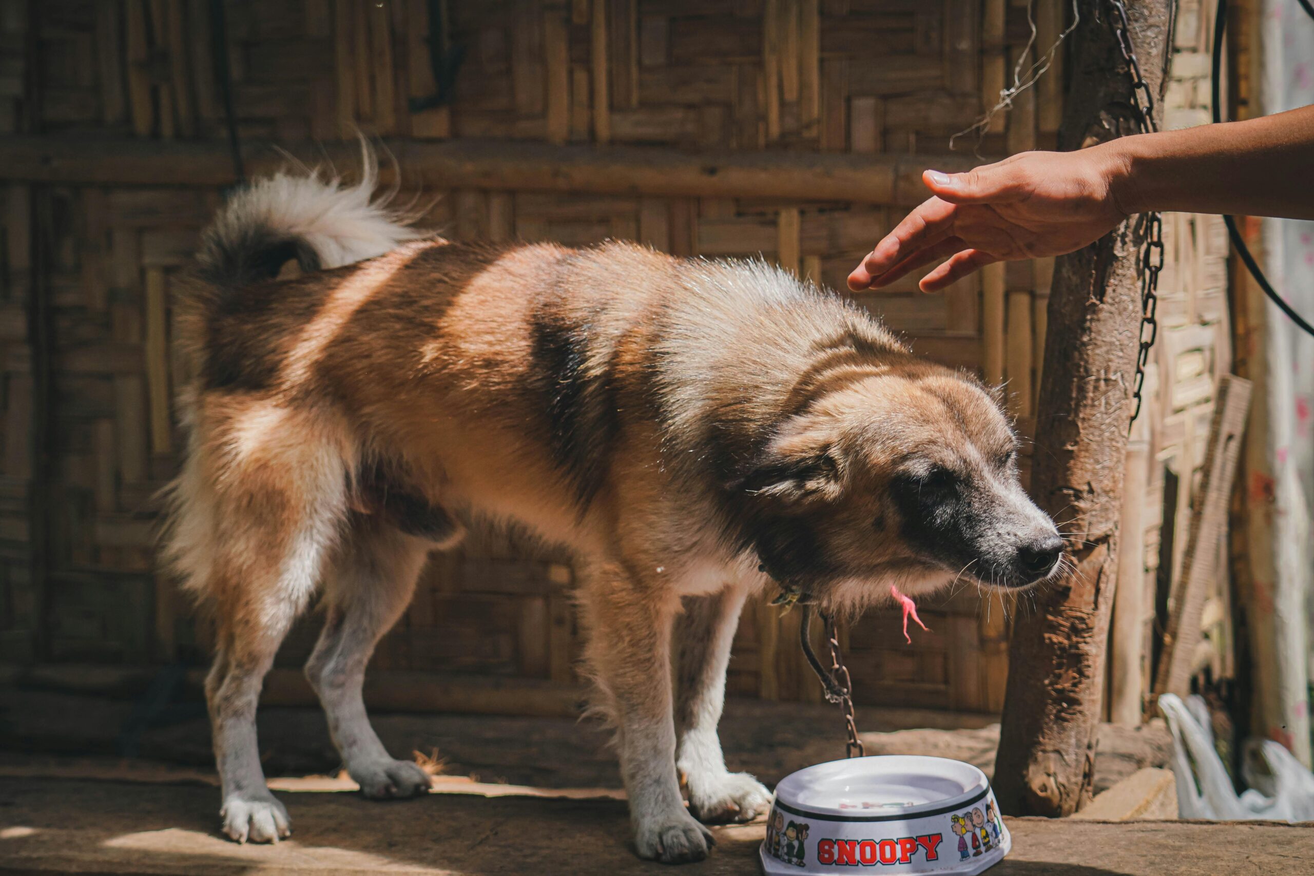 dehydration in dogs