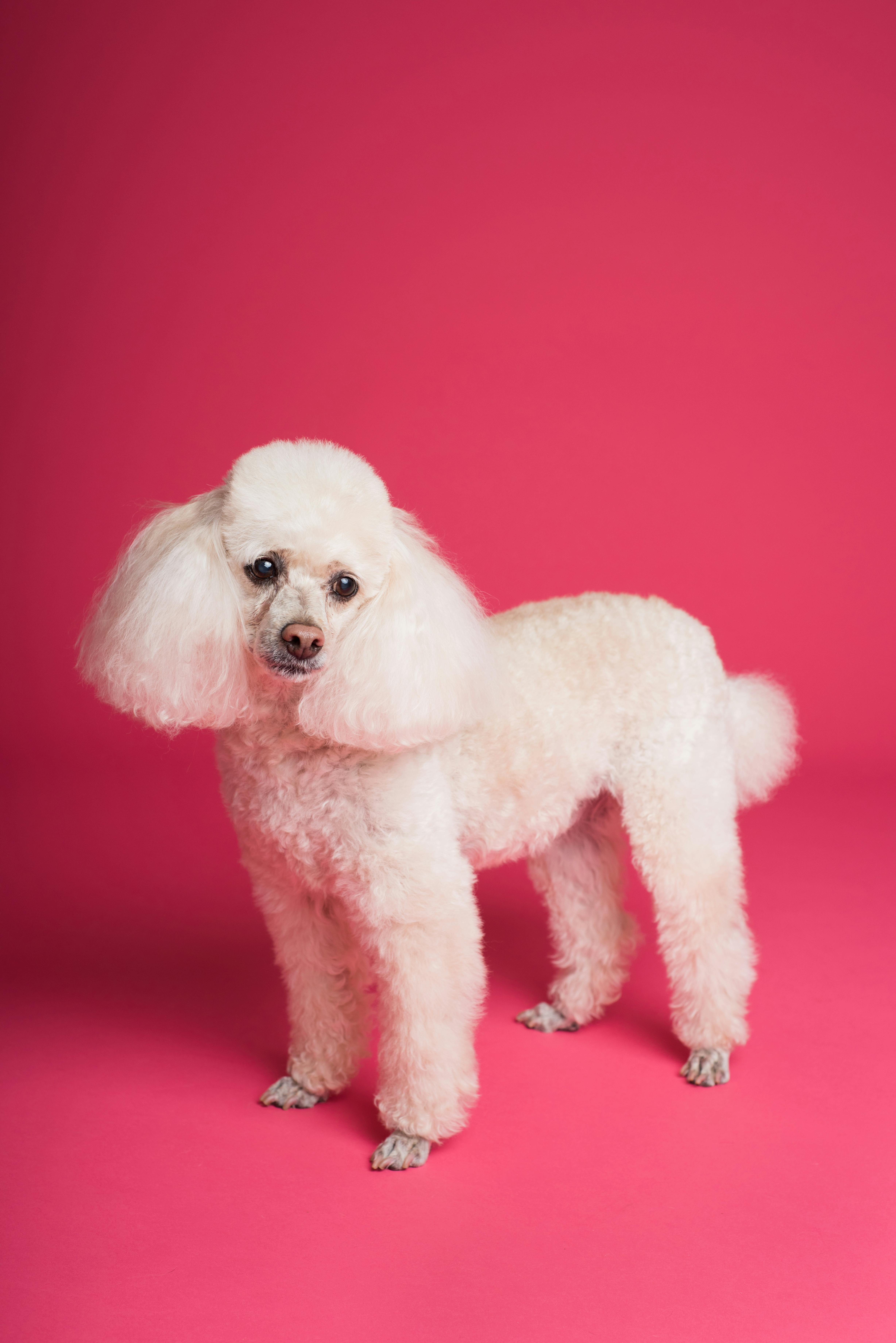 dog breed called Poodle