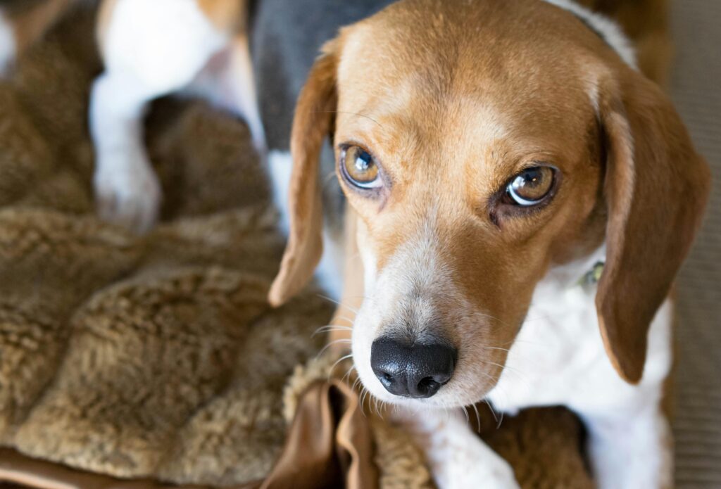 dog breed called Beagle