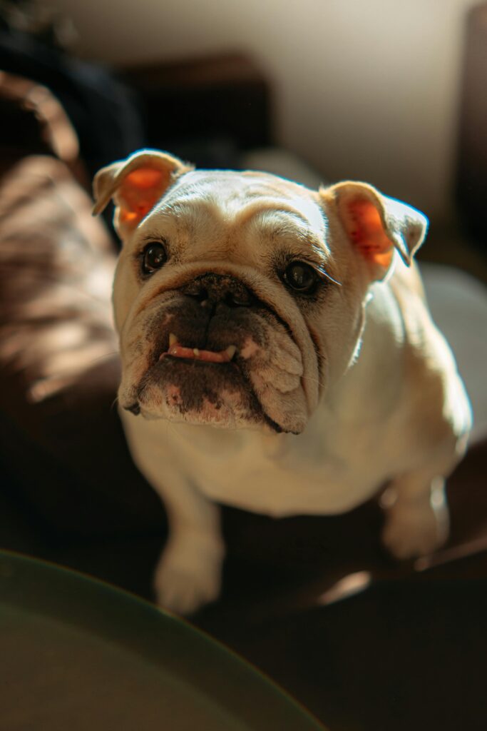 dog breed called Bulldog