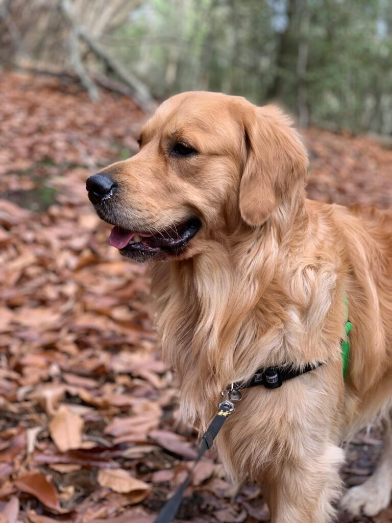 dog breed called Golden Retriever