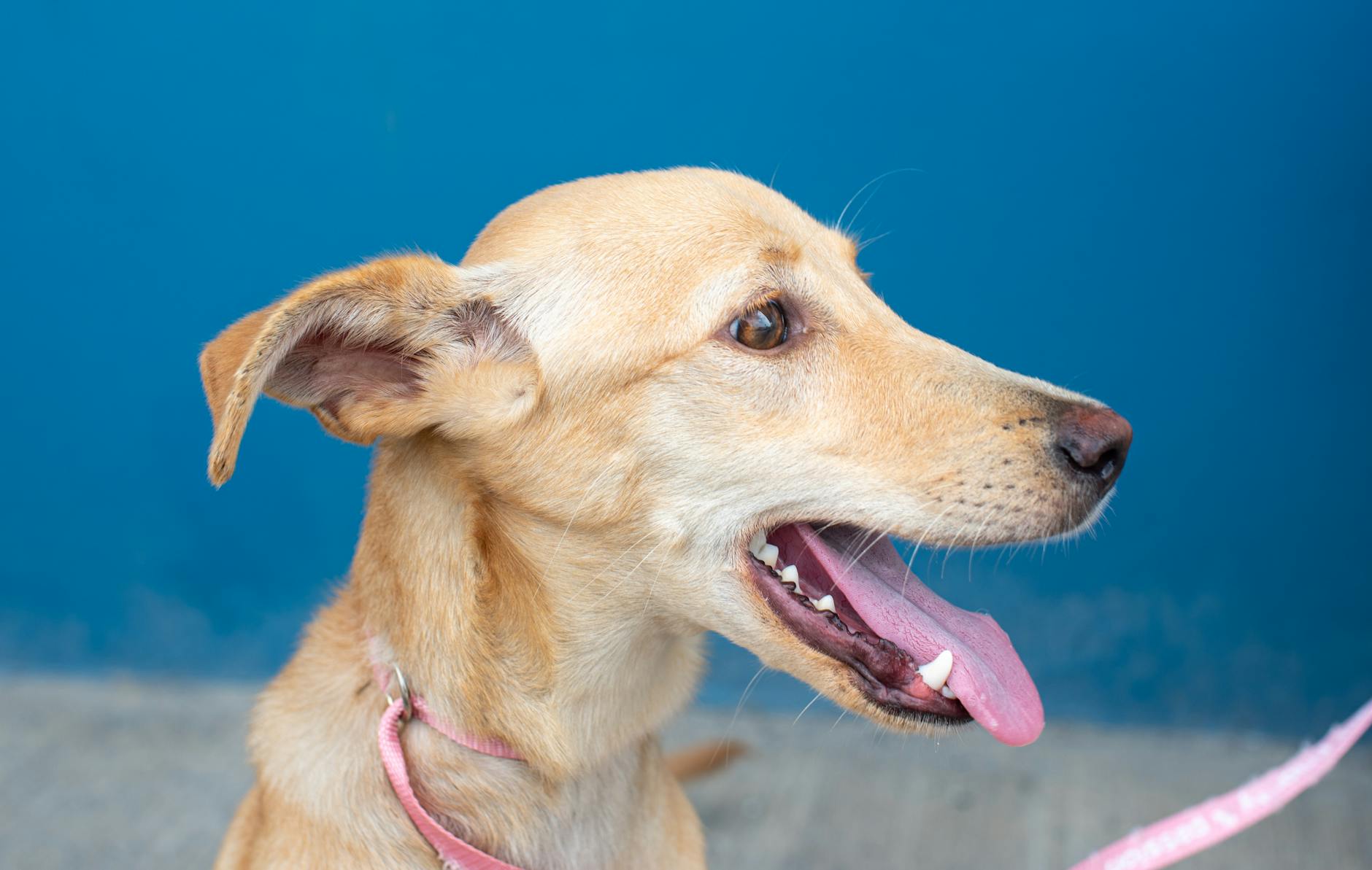 Cute rescue dog with a pink collar against a vivid blue background.