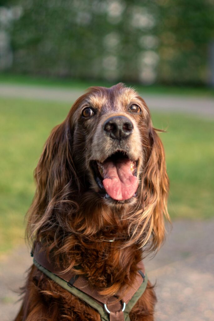 dog breed called Irish Setter