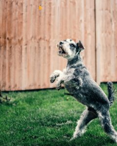 dog exercise needs by breed