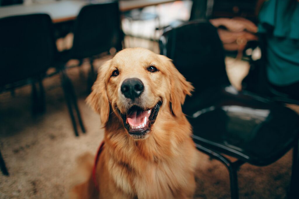 dog breed called Labrador Retriever