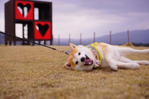 Why Do Dogs Tilt Their Heads? Unraveling Their Curious Behaviors