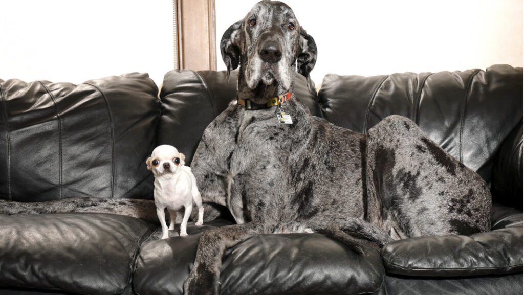 tallest-smallest-dogs-reggie-with-.