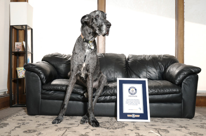 tallest-smallest-dogs-reggie-with-certificate.