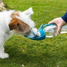 dog water bootle packed in fanny packs